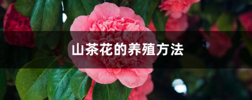 山茶花的养殖方法