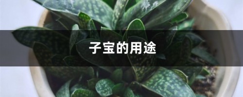 子宝的用途