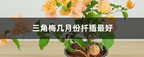 三角梅几月份扦插最好